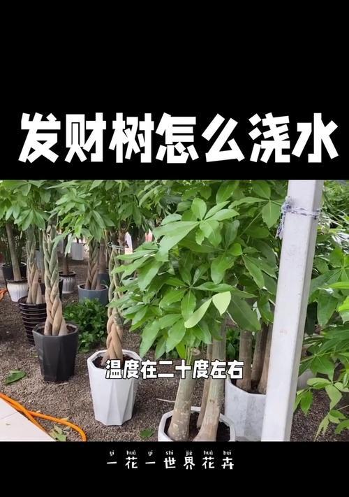 冬季如何判断发财树的浇水需求（有效判断发财树冬季浇水频率的方法与技巧）