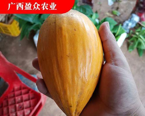 盆栽蛋黄果种植指南（一起来种植可口的蛋黄果吧！）