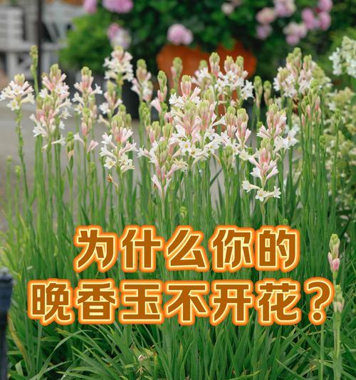 家庭经济紧张的原因及应对方法（解决家庭花不开的有效途径）