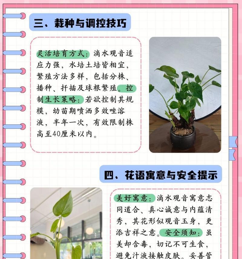 观音福植物的养殖指南（如何健康养护观音福植物）