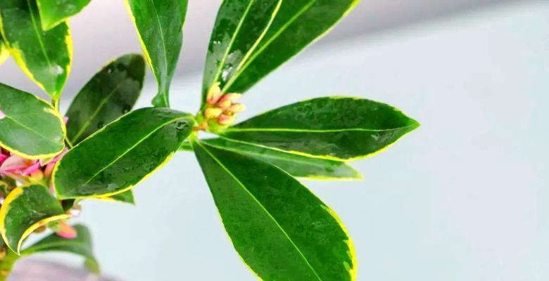 瑞香换盆的正确时间（掌握换盆技巧，让瑞香健康成长）
