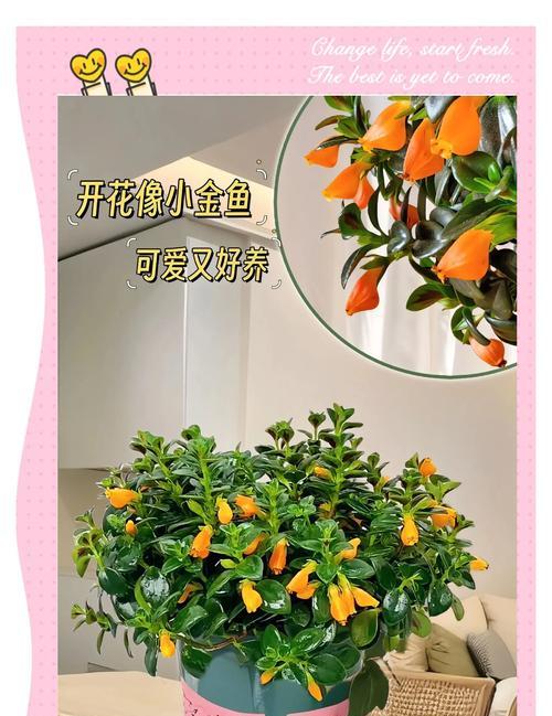 金鱼花的分养技巧（了解金鱼花的喜好与养护，打造美丽花园）