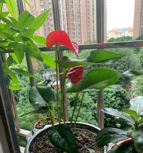 红掌花的修剪与养护技巧（打造美丽的红掌花花园，一起来学习如何正确修剪与养护红掌花吧！）