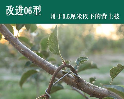 树大了怎么压枝？——保持树木健康生长的技巧（有效管理树木生长，维护生态平衡的重要性与方法）