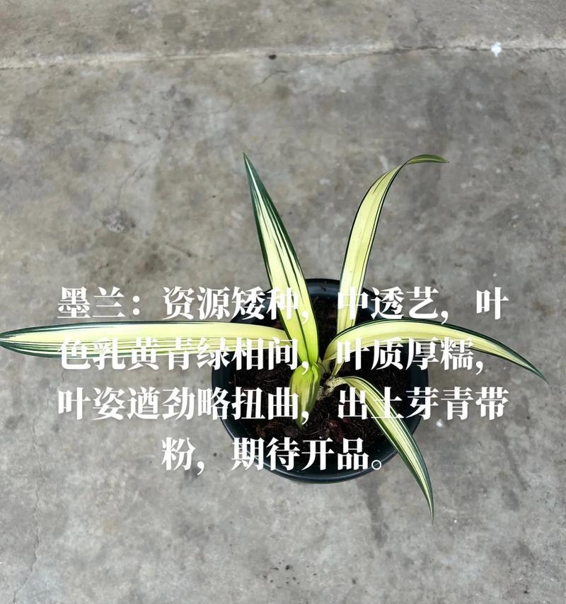 怎样处理墨兰叶片皱巴巴的问题（美丽墨兰重新焕发生机的方法）
