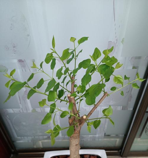 丁香花的养殖指南（学会养殖丁香花，打造美丽花园）