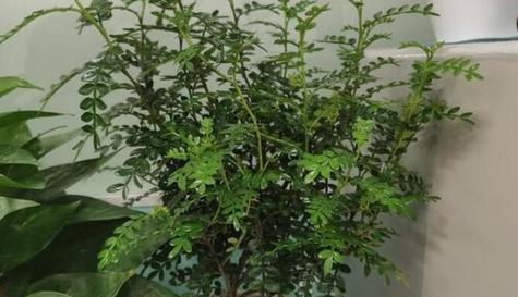 野生清香木树的栽培技巧及方法（掌握栽培关键繁衍香气无限）