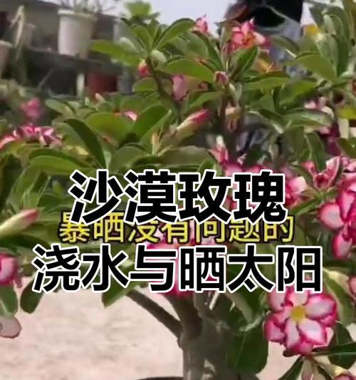 秋天沙漠玫瑰的正确浇水方法（打造美丽花园的关键，合理浇水是关键）