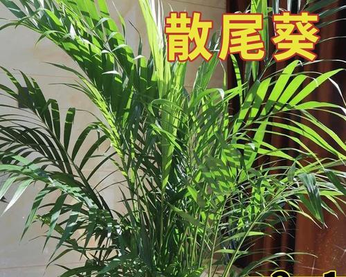 散尾葵种子的最佳种植时间（如何选择最佳的种植时间来提高散尾葵的生长率？）