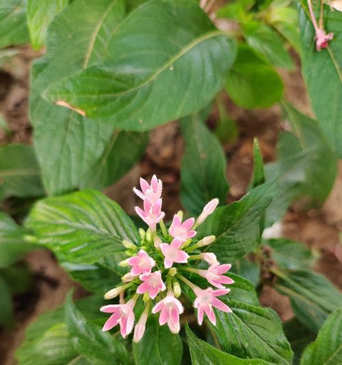 五星花茎的粗壮之谜（探究五星花茎为何异常粗壮，剖析其成因与特点）