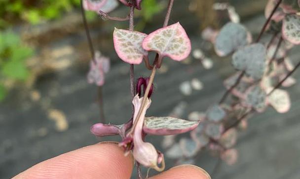 多肉爱之蔓锦的养护技巧（打造多肉爱之蔓锦盛开花海的秘诀）