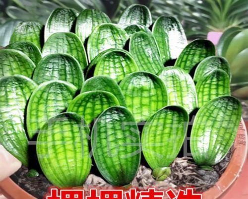 如何养护短叶圆头君子兰，打造美丽家园（种植技巧、日常护理、常见问题解答）