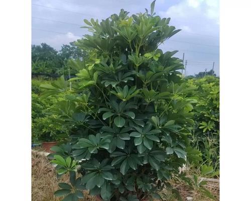 招财树养护指南（掌握关键技巧，让八方招财树茁壮成长）