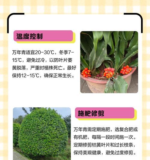 多肉万年青的养护全指南（打造美丽多肉花园的秘诀与技巧）