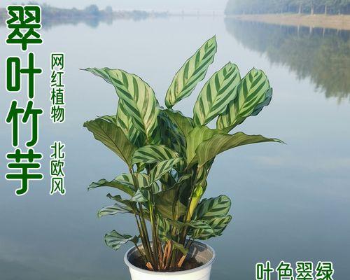 如何让飞羽花卉茂盛生长（打造繁花似锦的花园，掌握养护技巧不可或缺）