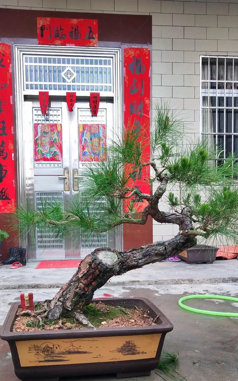 教你轻松换盆，让你的陶花盆焕然一新（学会正确的换盆技巧，让你的花盆绽放新生命）