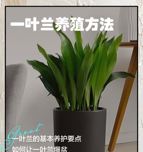一叶兰叶片开裂的处理方法（保护叶片完整，延长一叶兰寿命）