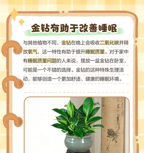 金钻花有毒吗？如何室内养护？（毒性分析、室内养护技巧）