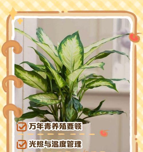 花叶万年青浇水的正确方法（定期浇水，避免过度或不足的灌溉）