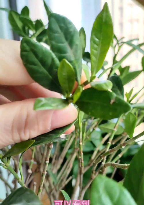 枝子花为何会落叶？（揭开枝子花落叶的神秘面纱）