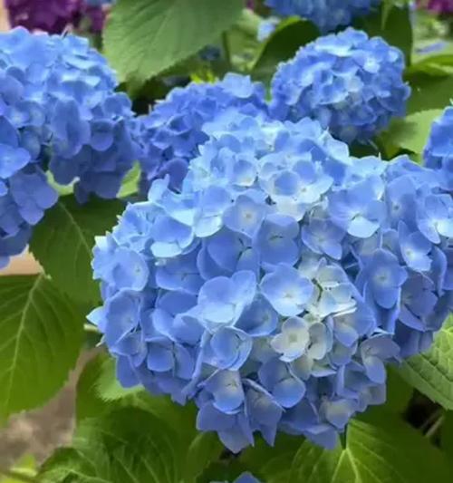 无尽夏绣球秋季施肥要点大揭秘（掌握正确的施肥技巧，让你的夏绣球在秋季绽放更美丽）