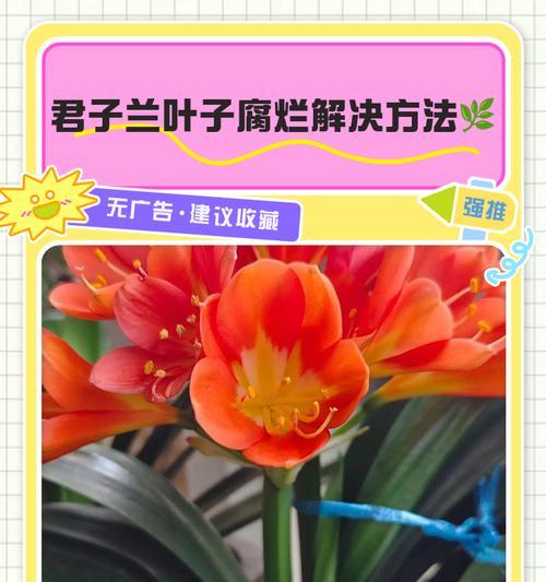 如何应对君子兰叶片干枯情况（有效恢复君子兰叶片健康的方法）
