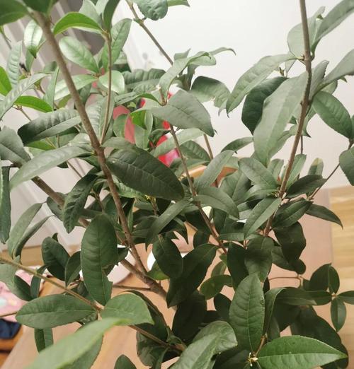 桂花叶子掉光的处理方法（保护桂花叶子的秘诀）