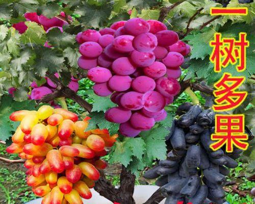 阳台葡萄的栽培与养护（打造居家阳台的绿色乐园）