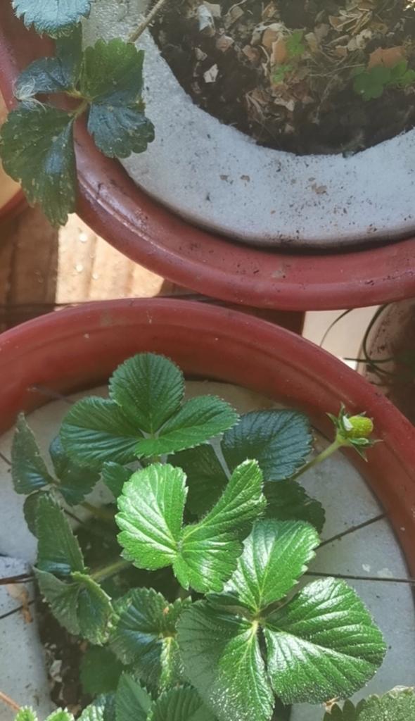 冬季如何正确养护四季草莓？（四季草莓在寒冷的冬天中的养护技巧和注意事项）