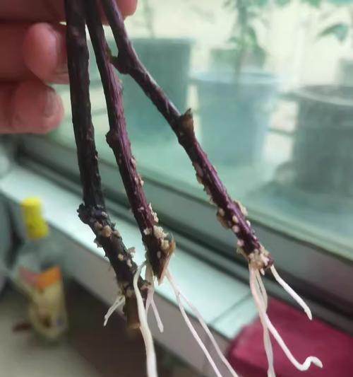 薄荷的快速生根秘诀揭秘（掌握薄荷生根粉的正确使用方法，让你的薄荷植物茁壮成长）