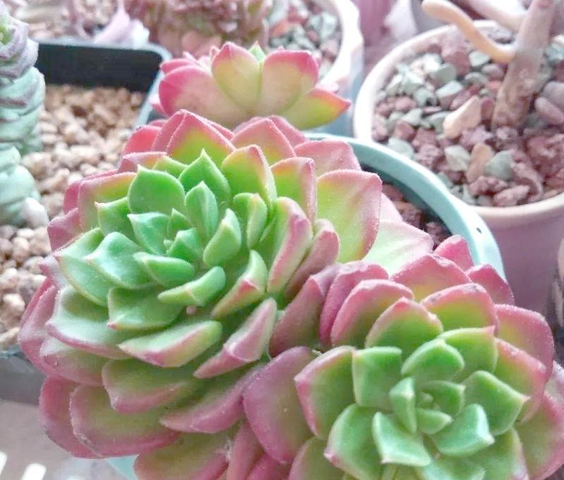 多肉植物蒂亚遭遇虫害的处理方法（多肉植物蒂亚虫害防治措施及注意事项）