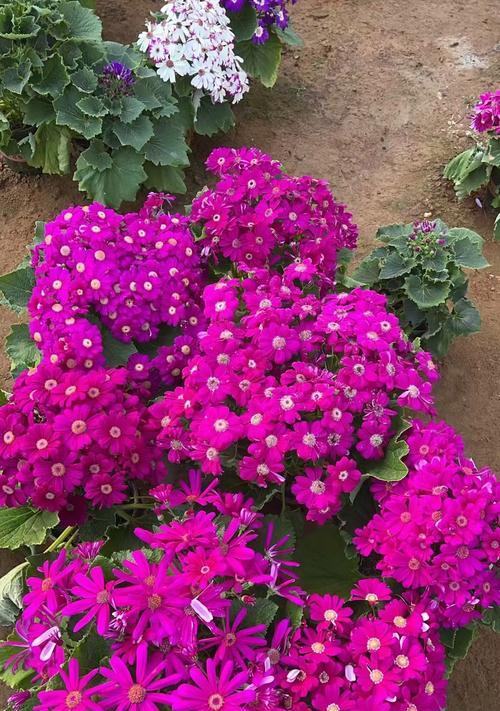 以瓜叶菊开完花后的护理方法（精心呵护让瓜叶菊焕发更多魅力）