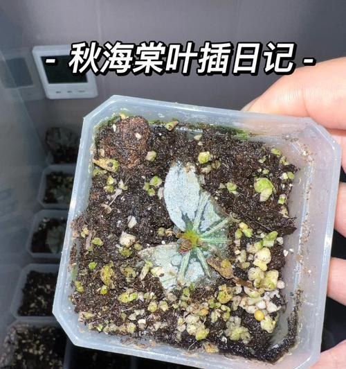 以吉祥娃莲怎么叶插为主题写文章的技巧与方法（用叶插法繁殖吉祥娃莲的步骤与注意事项）