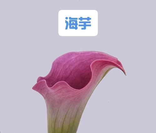 海芋花期，如何欣赏？（海芋盛开，让我们一起赏花）