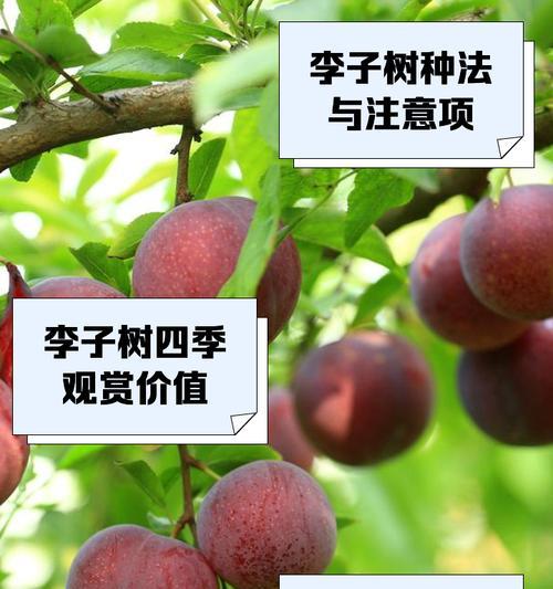 李子树的开花结果（探究李子树开花结果的时间和影响因素）