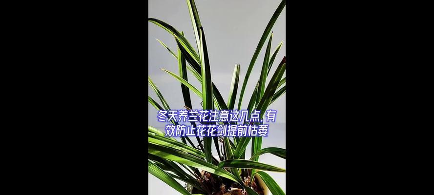 如何让米兰花健康度过冬天？（冬季护理技巧和注意事项）