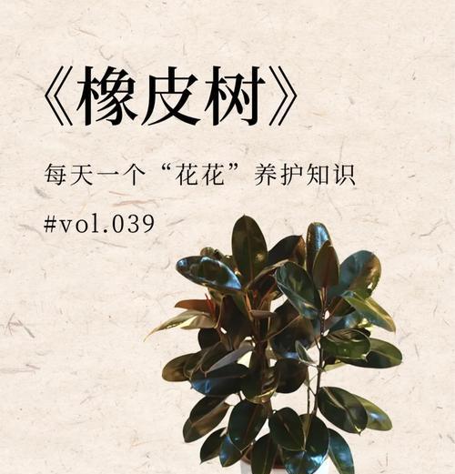 橡皮树的养殖方法与技巧（培育健康的橡皮树，打造绿色家园）
