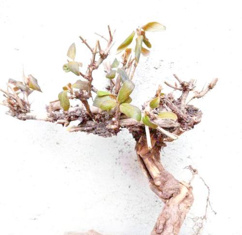 盆栽金银花夏季护理指南（让你的金银花在炎热夏天绽放美丽）