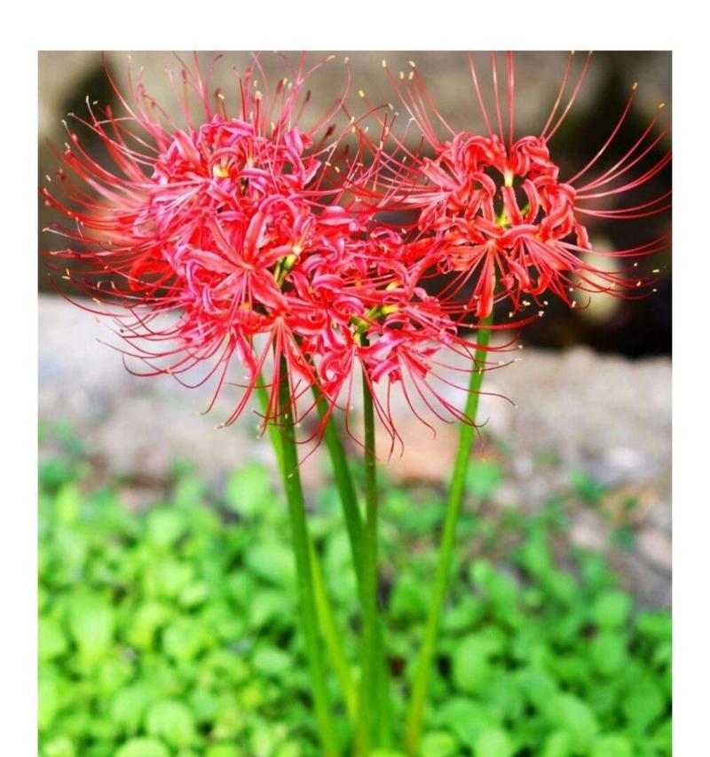 如何种植蒜头花——打造美丽花园的秘密武器（从选种到养护，让你轻松拥有绚丽的蒜头花盛放）