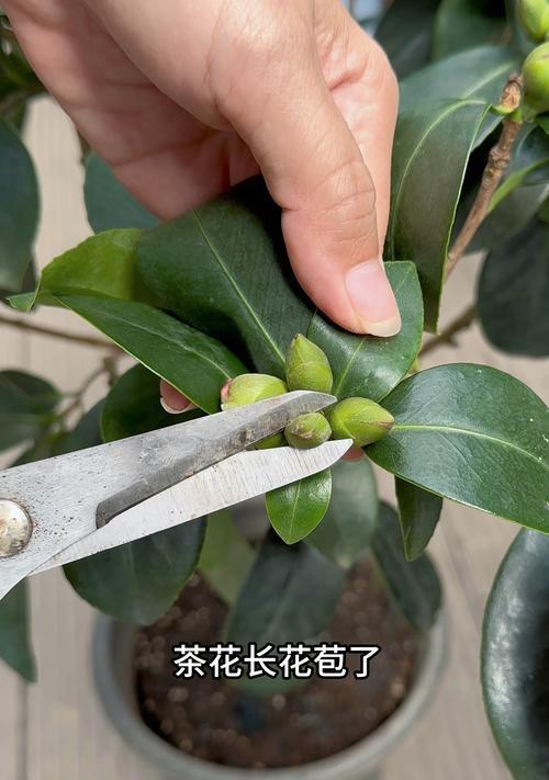 茶花的花苞为什么是黄色的？（探究茶花花苞黄色的原因及其意义）