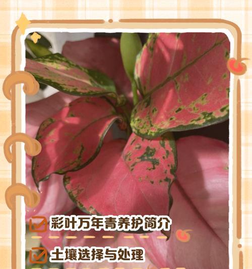冬天万年青植物养殖方法（打造室内冬日绿意温暖寒冷季节的室内园林）