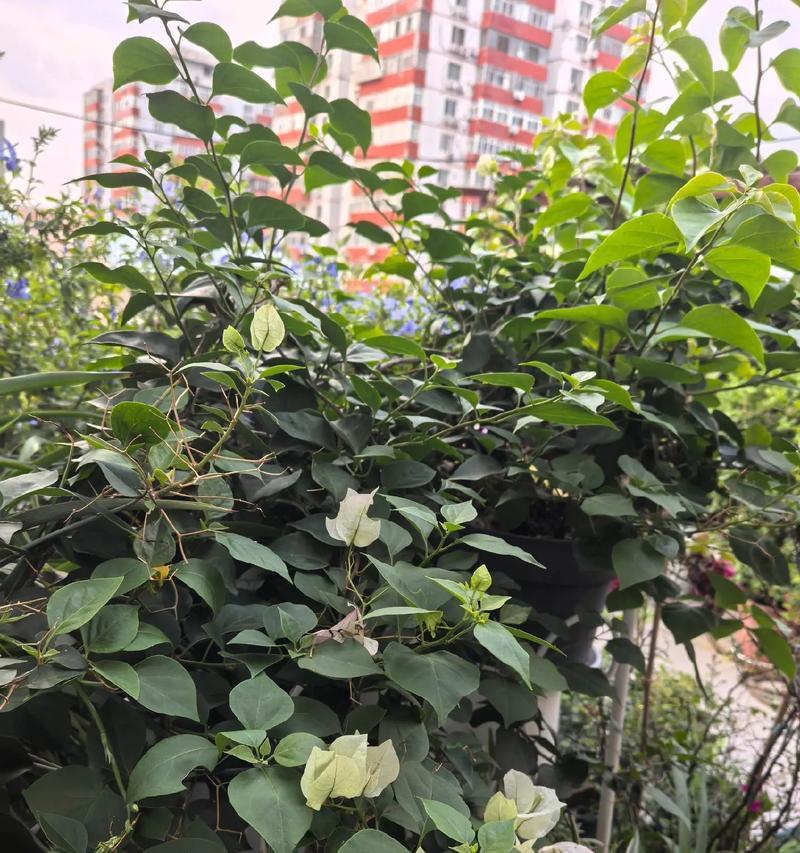 夏夜的花儿（璀璨盛开的花朵，夜晚的消失之谜）
