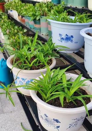 青叶吊兰种植指南（打造清新室内绿色角落，以青叶吊兰为主角）