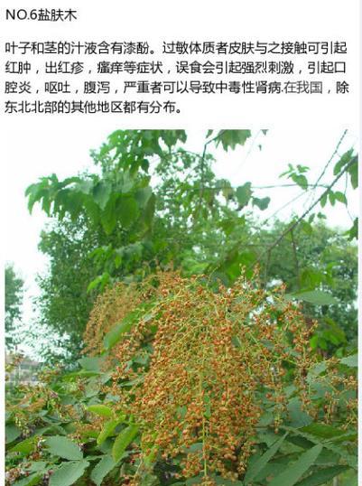 夹竹桃中毒的危害与防范（探寻夹竹桃中毒的成因及急救方法）
