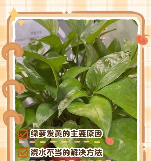 绿萝叶子黄了怎么办？教你挽救绿萝生机！（黄叶还能绿，关键在于这个！）