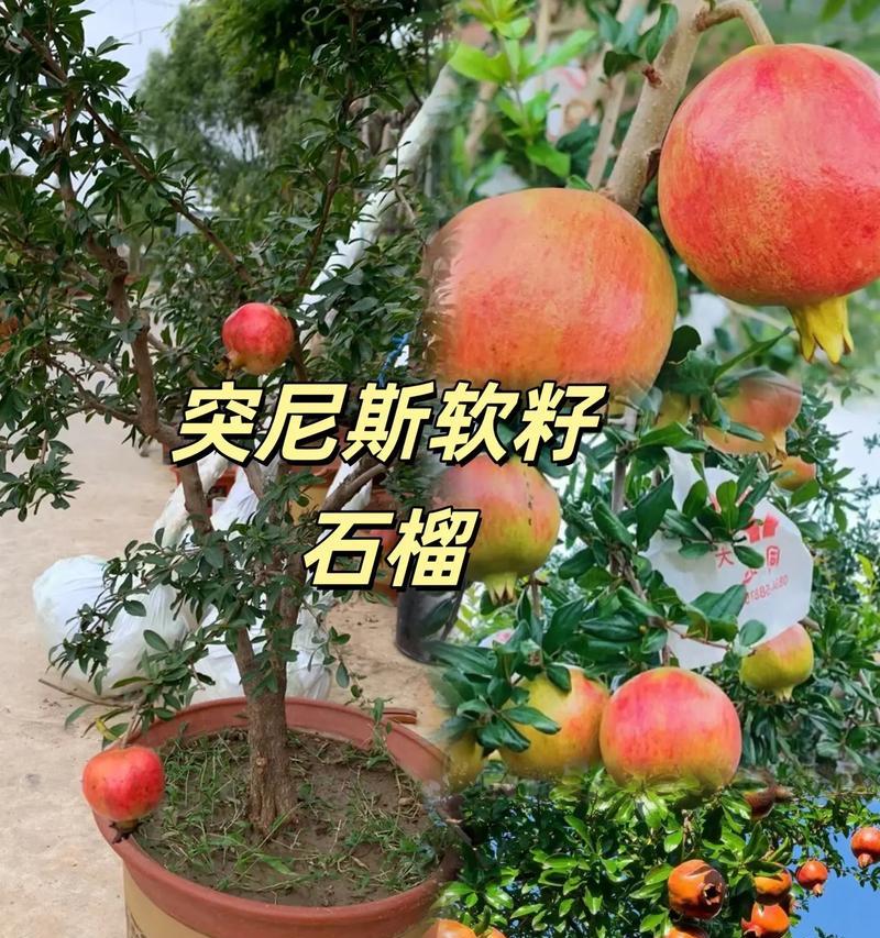 盆栽石榴落叶原因及处理方法（盆栽石榴落叶的可能原因及有效护理方法）
