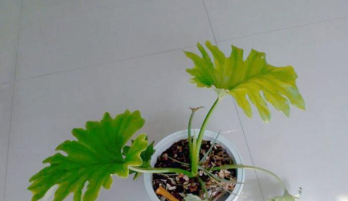 龟背竹叶子发干的原因及处理方法（探索龟背竹叶子发干的原因以及保持其鲜绿的方法）