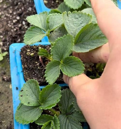 如何养好草莓？（草莓养殖的关键是什么？）