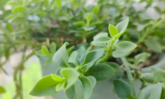 以吊兰红薯怎么种植（从选材到养护，轻松打造吊兰红薯花园）