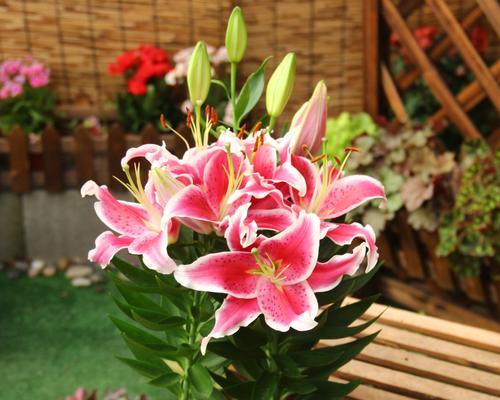百合盆栽开花后的养护与管理（打造盆栽百合长时间开花的技巧与方法）